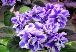 Violete grija pentru flori delicate