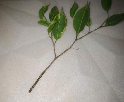 Ficus benjamin - reproducere și îngrijire, plante utile