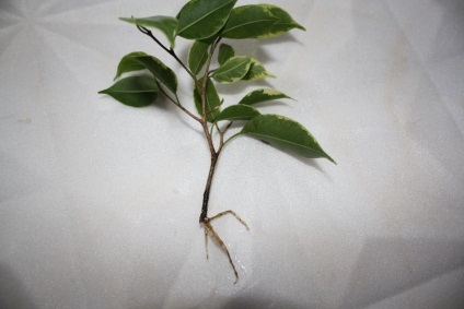 Ficus benjamin - reproducere și îngrijire, plante utile