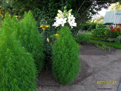 Grădinărit, kohia - chiparosul de vară este o adăugare eficientă la grădina de flori - cultivarea și îngrijirea