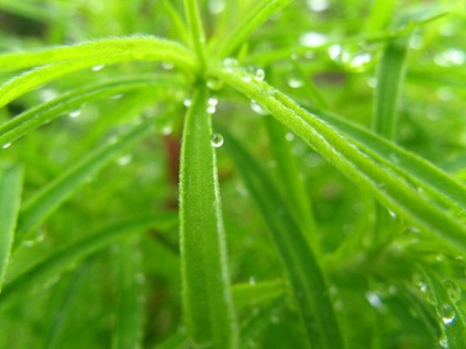 Grădinărit, kohia - chiparosul de vară este o adăugare eficientă la grădina de flori - cultivarea și îngrijirea