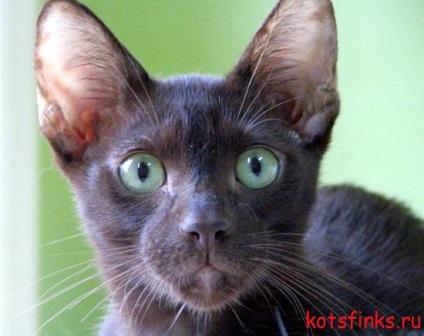 Havanna - egy ritka fajta macska, a Szfinx