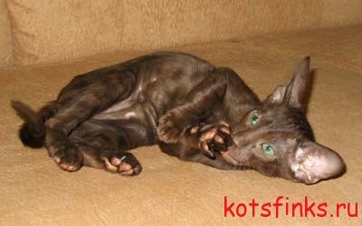 Havanna - egy ritka fajta macska, a Szfinx