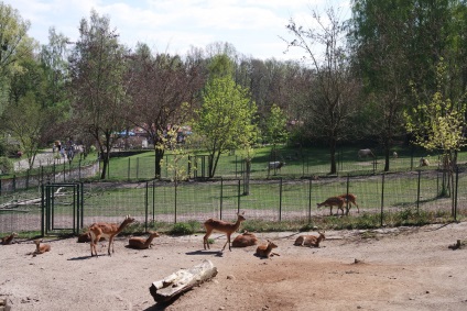 Grădina zoologică din Gdańsk - pasager (beta)