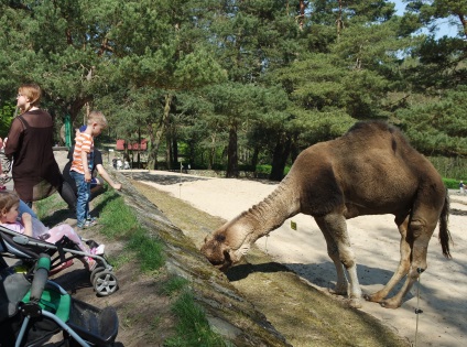 Grădina zoologică din Gdańsk - pasager (beta)