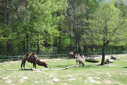 Grădina zoologică din Gdańsk - pasager (beta)