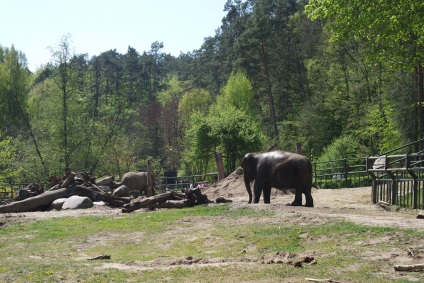 Grădina zoologică din Gdańsk - pasager (beta)