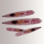 Helmint în fotografii de pește de paraziți periculoși pentru om