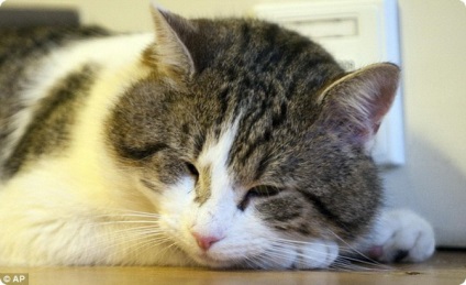 Pisica principală din Marea Britanie, Larry, a fost complet leneșă.