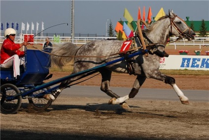 Earl de vulturi și trotters sale - despre cai, un cal