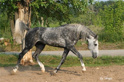 Earl de vulturi și trotters sale - despre cai, un cal