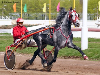 Earl de vulturi și trotters sale - despre cai, un cal