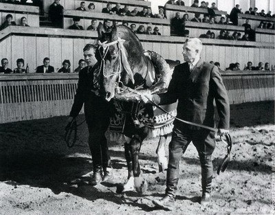 Earl de vulturi și trotters sale - despre cai, un cal