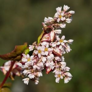 Proprietățile hrivnei, rețete și aplicații pentru plante medicinale