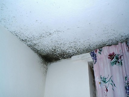 Ciuperca pe pereți sau cum să se ocupe de mucegai