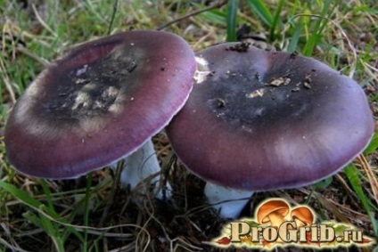 Ciuperci roșcate, reguli de colectare și descriere