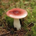 Ciuperci roșcate, reguli de colectare și descriere