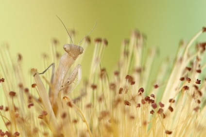 Instrucțiuni pentru fotografierea macro pentru începători