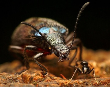 Instrucțiuni pentru fotografierea macro pentru începători