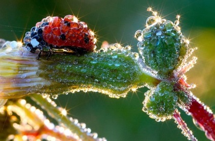 Instrucțiuni pentru fotografierea macro pentru începători