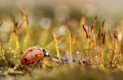 Instrucțiuni pentru fotografierea macro pentru începători