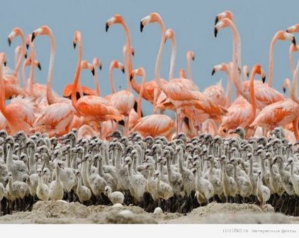 Informații interesante despre flamingo