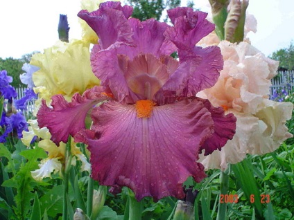 Iris - o floare versatilă