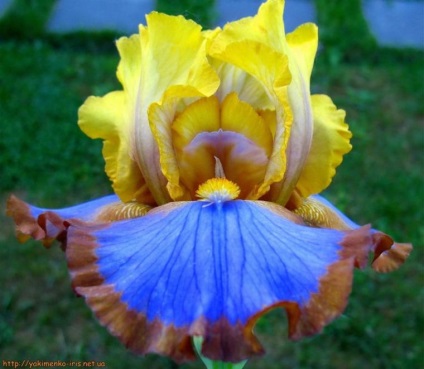 Iris - o floare versatilă