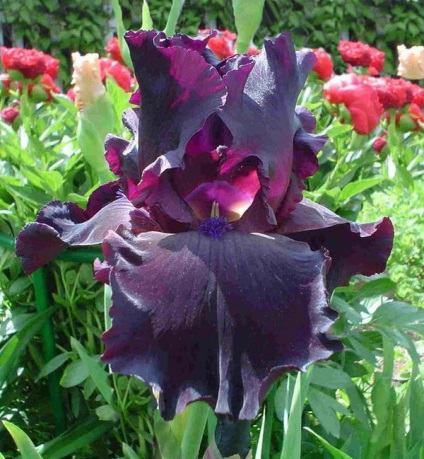 Iris - sokoldalú virág