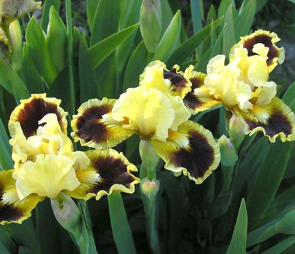 Iris - o floare versatilă