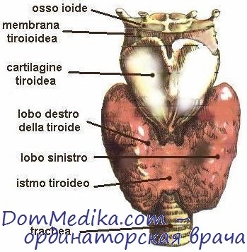 Istoria studierii glandei tiroide și tratarea bolilor acesteia