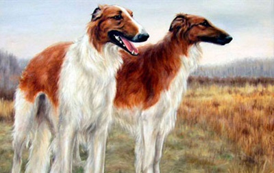 Istoria rasei Greyhound
