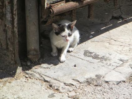 John5r, pisici cubaneze