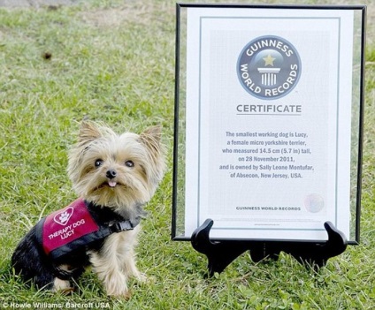 Yorkshire Terrier numit Lucy - cel mai mic câine oficial din lume