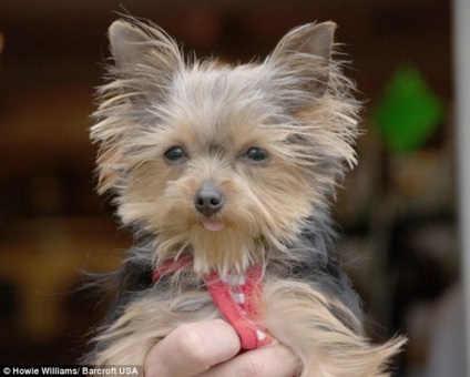 Yorkshire Terrier numit Lucy - cel mai mic câine oficial din lume