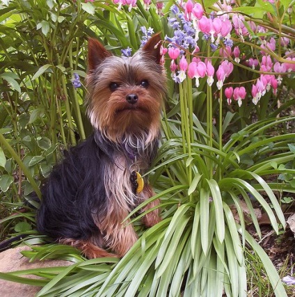 Yorkshire Terrier - cel mai mic câine din lume