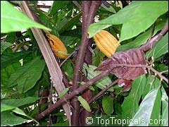 Cacao - arbore de ciocolată