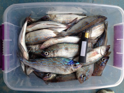 Ce fel de pește este prins în Marea Neagră, după cum îl puteți prinde - un jurnal - despre țipăt