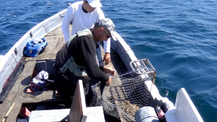 Ce fel de pește este prins în Marea Neagră, după cum îl puteți prinde - un jurnal - despre țipăt