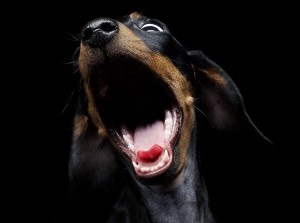 Cum să dați medicamente unui câine, site-ului de dachshund