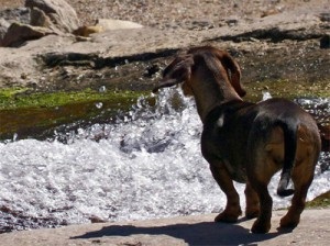 Cum să dați medicamente unui câine, site-ului de dachshund