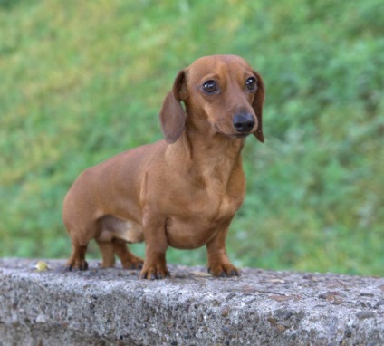 Cum să dați medicamente unui câine, site-ului de dachshund
