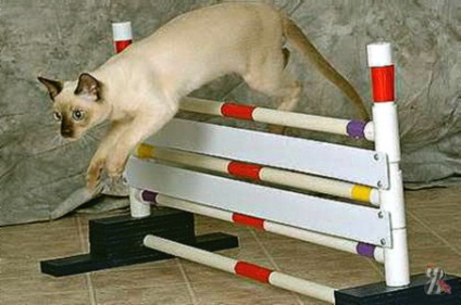 Cum să instruiți pisicile, mulți cred că pisicile nu pot fi învățate să execute comenzi - la extrem