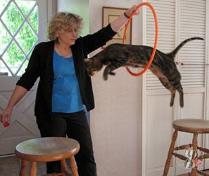 Cum să instruiți pisicile, mulți cred că pisicile nu pot fi învățate să execute comenzi - la extrem