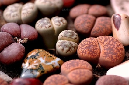 Milyen típusú Lithops