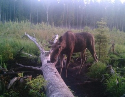 Cum si unde este mai bine sa pun soloneti pe elk