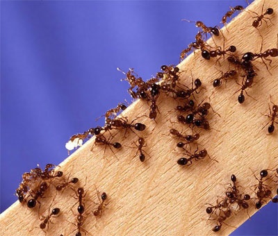 Hogyan lehet megszabadulni a ház hangyák bevált módja a harcot
