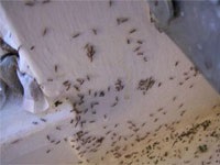 Cum să scapi de furnici dovedit modalități de a lupta