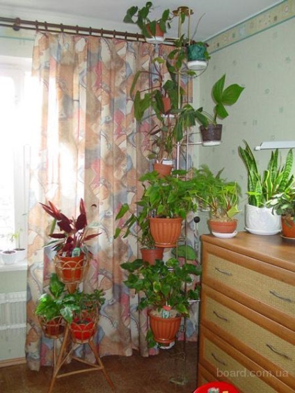 Cum de a decora un apartament cu flori (cm