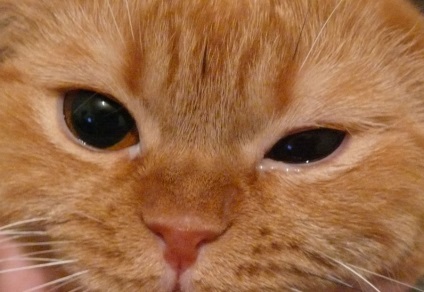 Cum să tratezi un ochi la o pisică acasă - ochii unei pisici sunt mai degrabă decât vindecați și clătiți